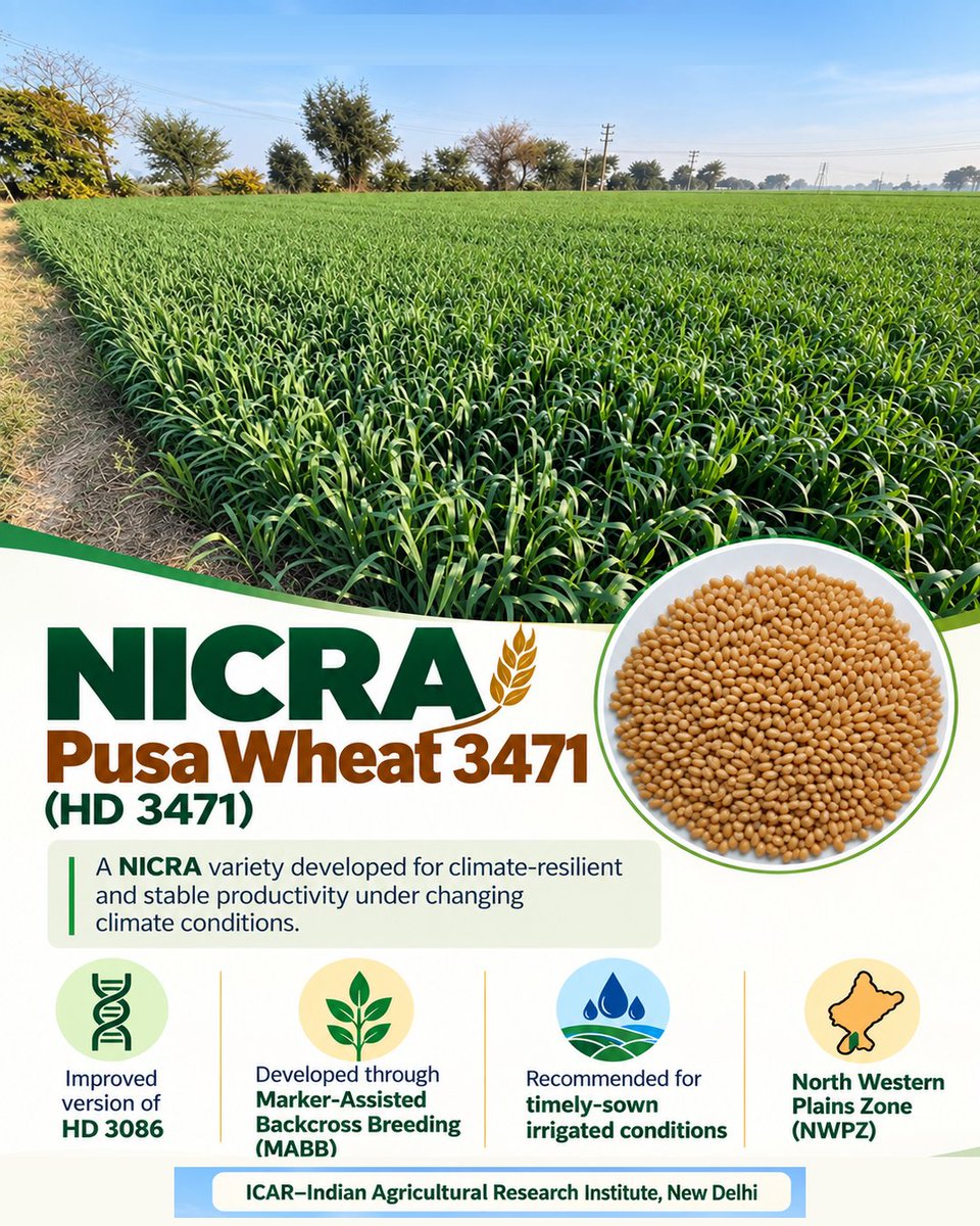 icarindia's tweet photo. Pusa Wheat 3471 (HD 3471), developed by ICAR–IARI through MABB, is an improved HD 3086 for timely-sown irrigated conditions in the North Western Plains Zone. #icar @ChouhanShivraj  @mpbhagirathbjp  @RNK_Thakur  @PIB_India  @AgriGoI https://t.co/SpgjyFdpRP
