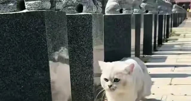 laurius_rose's tweet photo. A stray cat was seen sitting on a tombstone, its soft paws resting there quietly under the sun. https://t.co/9I5VvBdMXR