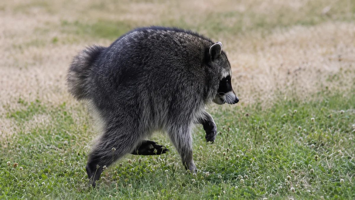 Xaneki555's tweet photo. @HYPEX This is a real animal btw, and this specific one is named Jimothy irl XD Fortnite knows ball https://t.co/FHfN7Apst4