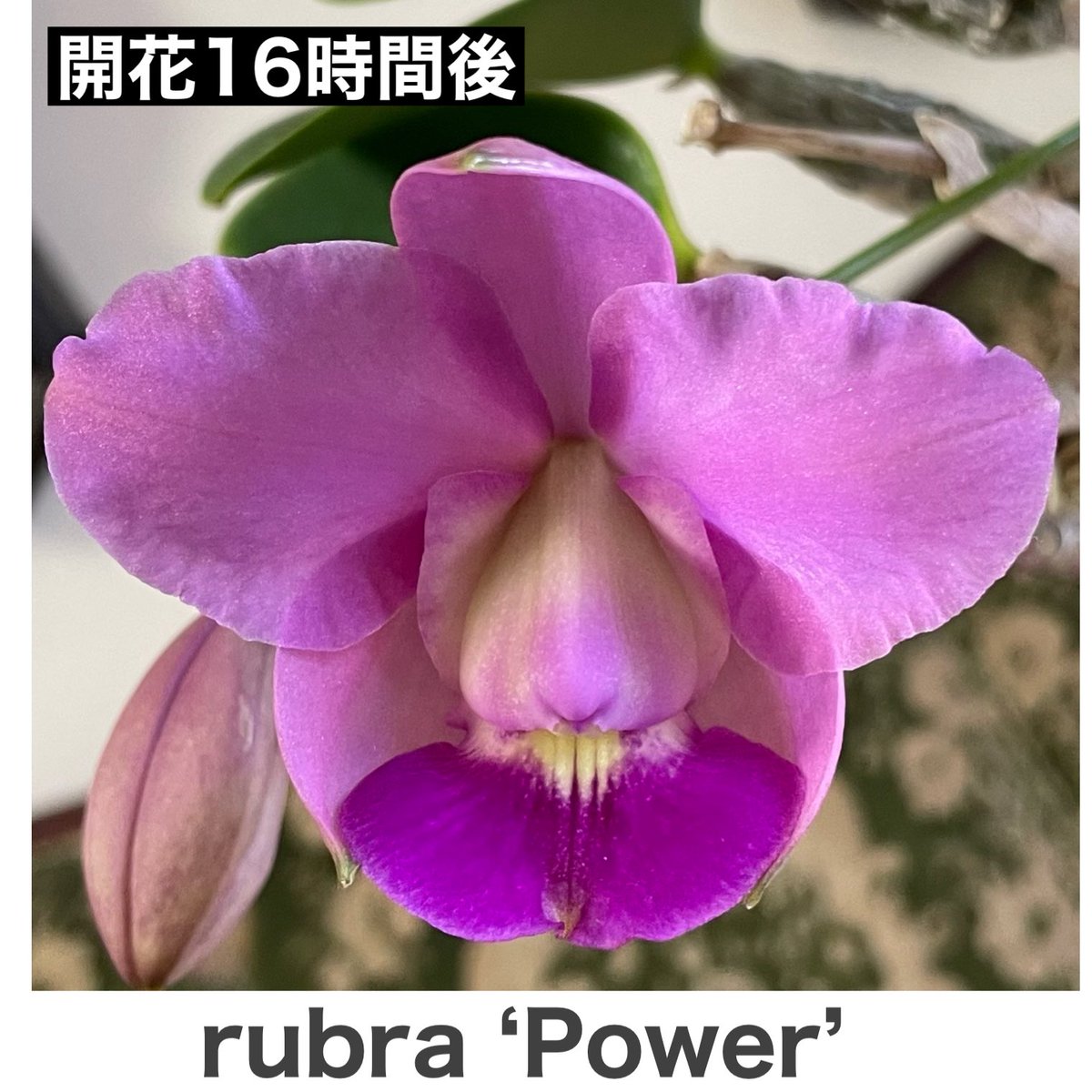 SatoxBenton's tweet photo. C.walkeriana rubra ‘Power’
開花後を追いかけてみました。
開花24時間後もラテラルセパルがリップを抱えています。
とても稀な現象と言えます。 https://t.co/DYlTL6ea7y