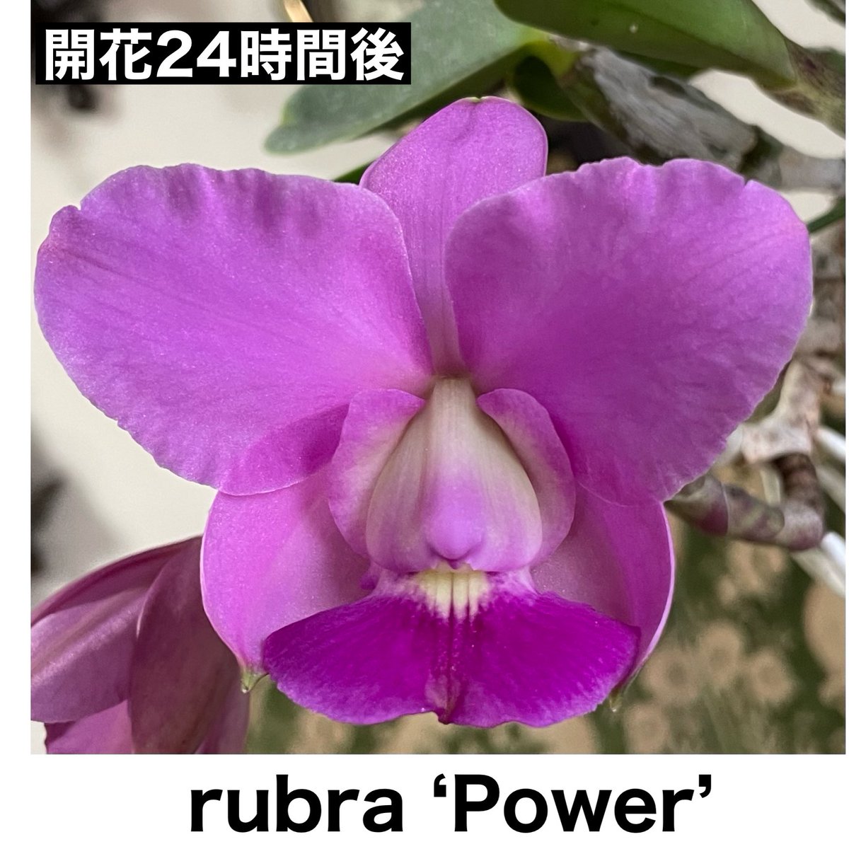 SatoxBenton's tweet photo. C.walkeriana rubra ‘Power’
開花後を追いかけてみました。
開花24時間後もラテラルセパルがリップを抱えています。
とても稀な現象と言えます。 https://t.co/DYlTL6ea7y