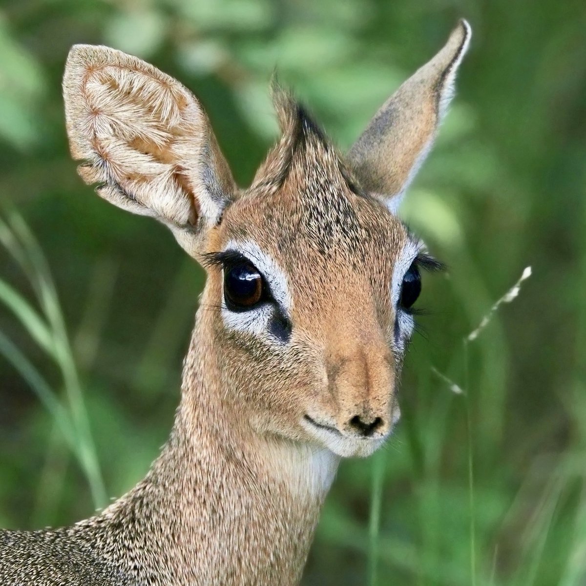 mammalsoftoday's tweet photo. mammal of the day 22: kirk's dik-dik (madoqua kirkii)

> found in: east africa, plus namibia and angola
> habitat: dry thorn scrub, thickets, and open woodland
> eats: leaves, shoots, flowers, and fruit
> status: least concern

📸: Charles J. Sharp (CC BY-SA 4.0, cropped) https://t.co/ydLugXmbaa