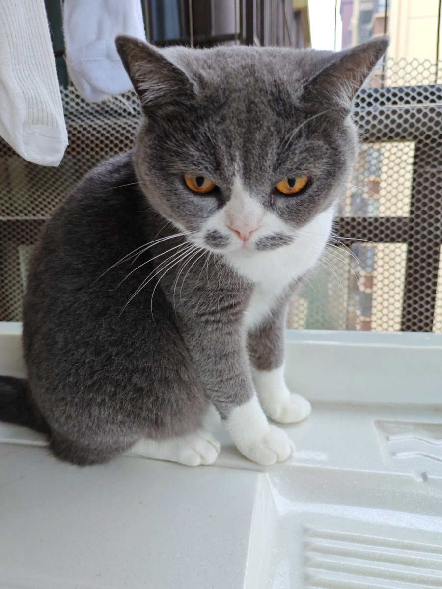 Septi68013570's tweet photo. My friend’s cute cat has a funny face with big eyes that feel like they can “硕靥筛” my whole heart! ， https://t.co/XFtDWHtT58