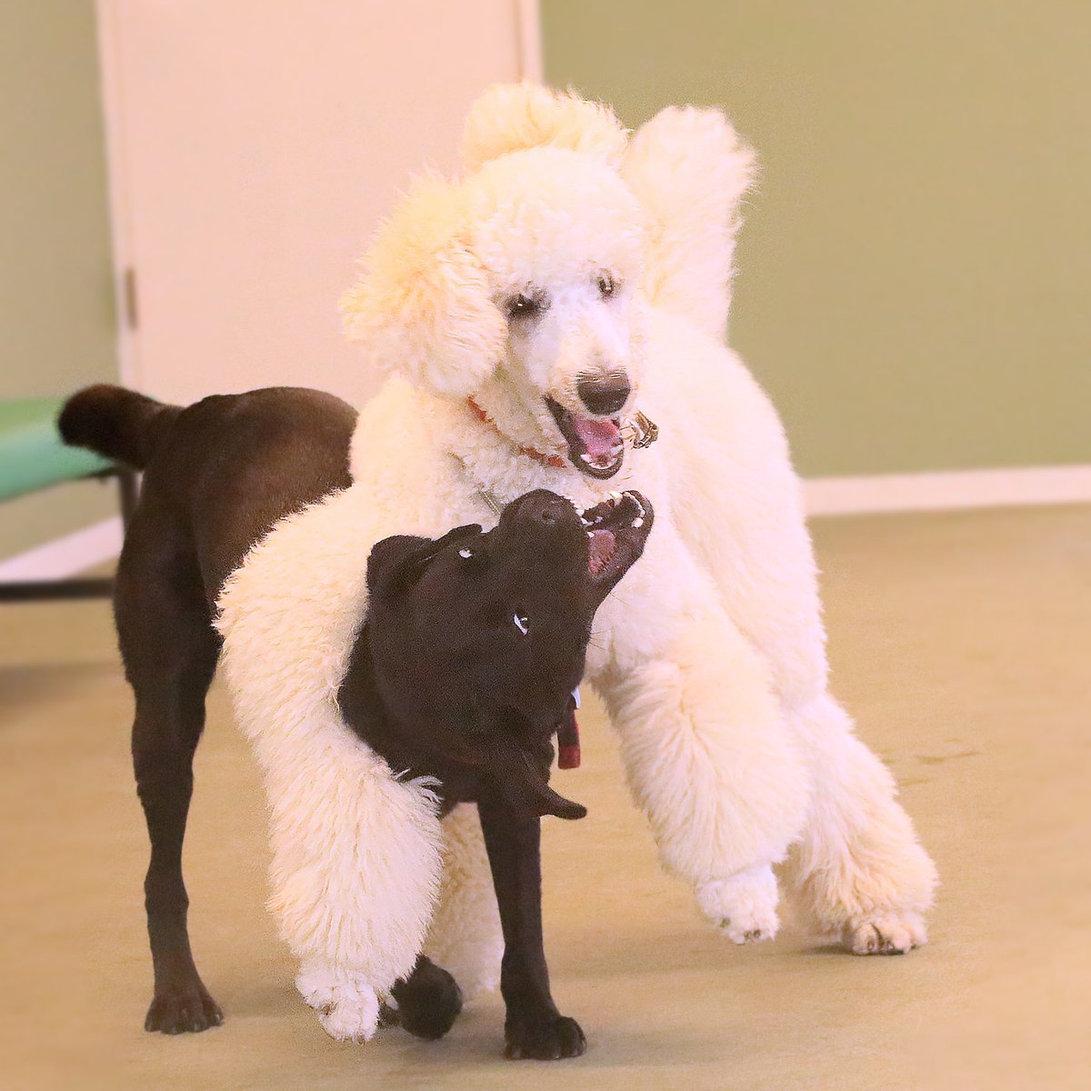 studiodogrun's tweet photo. 最近、ジェットに親友が増えました♪

白い犬、スタンプです。

会えばすぐにじゃれ合って、
すっかり仲良し。
これからどんなコンビになっていくのか、楽しみです。

#スタンプ #看板犬 https://t.co/AuGei17VJZ