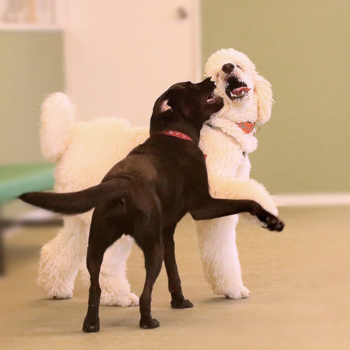 studiodogrun's tweet photo. 最近、ジェットに親友が増えました♪

白い犬、スタンプです。

会えばすぐにじゃれ合って、
すっかり仲良し。
これからどんなコンビになっていくのか、楽しみです。

#スタンプ #看板犬 https://t.co/AuGei17VJZ