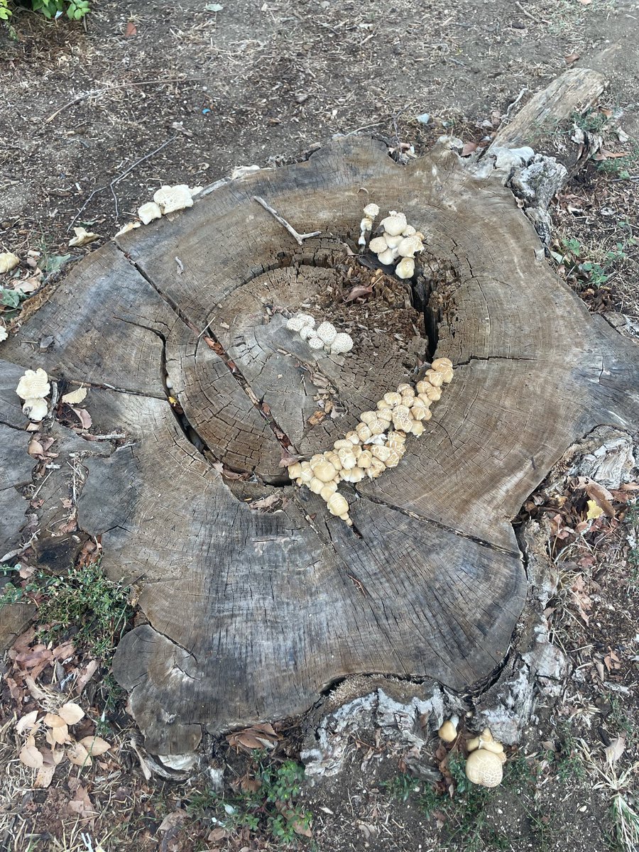 arabbiata3's tweet photo. 🦋🌲🌿bu aralar doğa bana çok huzurlu hissettiriyor https://t.co/PnA6RQ0L3A