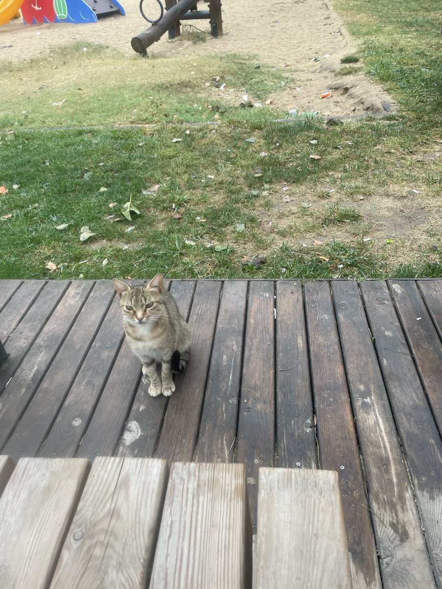 arabbiata3's tweet photo. 🦋🌲🌿bu aralar doğa bana çok huzurlu hissettiriyor https://t.co/PnA6RQ0L3A