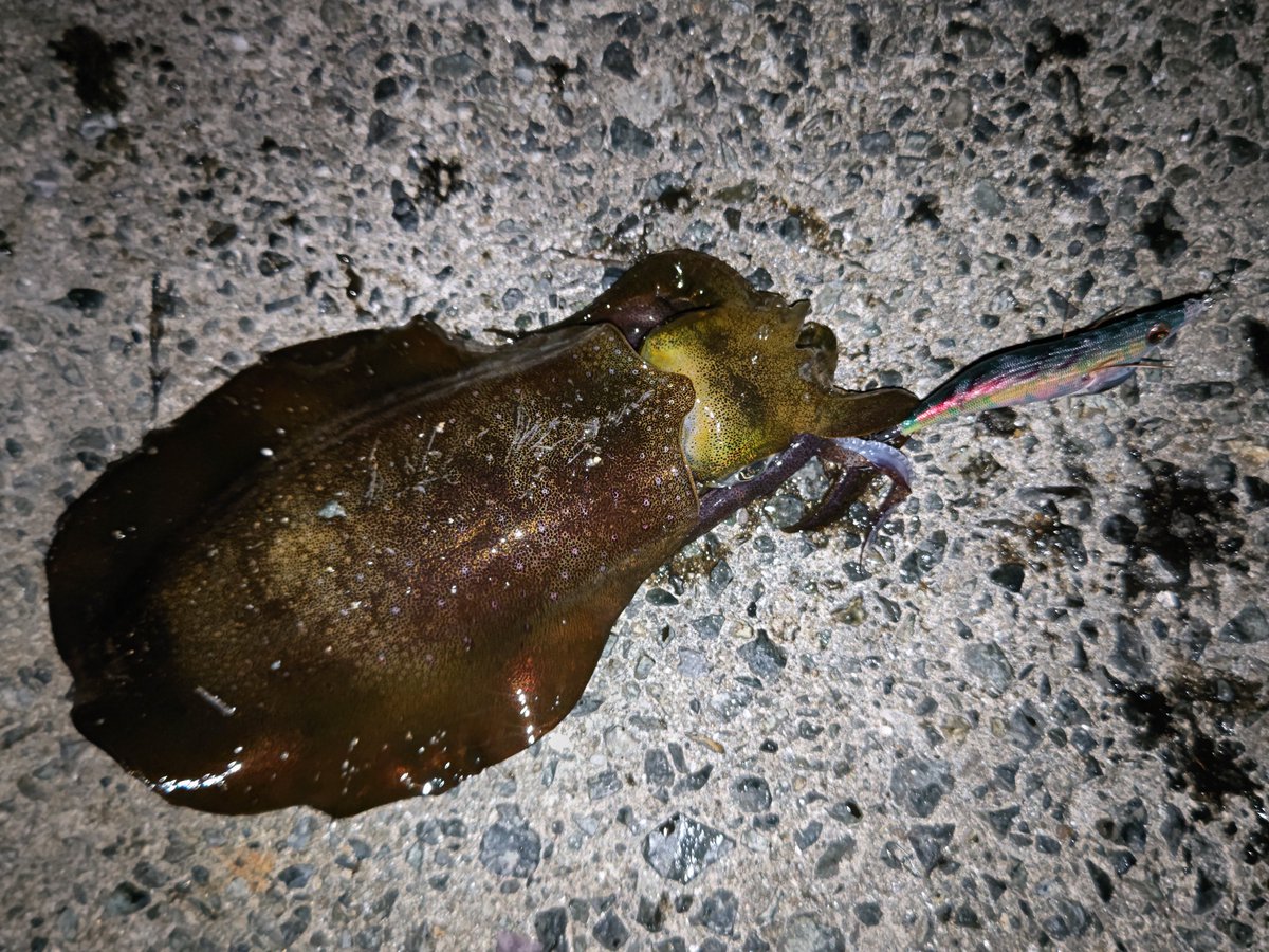 Paz_T616's tweet photo. だいぶ欠けてはいるけど、やっぱり月夜最高。
序盤からポツポツと６杯でした。

何故か２本もシャクリ切れした。。。
まだ夏前に巻いたPEやのに。。。

エギ返して〜。。。

#明石エギング

#ワイルドチェイス
#跳躍
#墨族 ×2
#テンションマスターGTR ×2 https://t.co/tbObmDuqrl