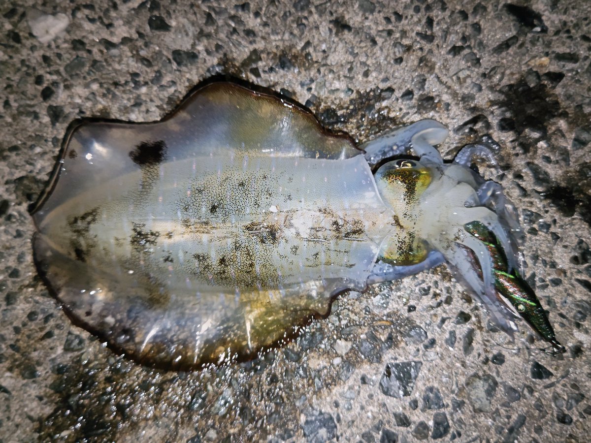 Paz_T616's tweet photo. だいぶ欠けてはいるけど、やっぱり月夜最高。
序盤からポツポツと６杯でした。

何故か２本もシャクリ切れした。。。
まだ夏前に巻いたPEやのに。。。

エギ返して〜。。。

#明石エギング

#ワイルドチェイス
#跳躍
#墨族 ×2
#テンションマスターGTR ×2 https://t.co/tbObmDuqrl