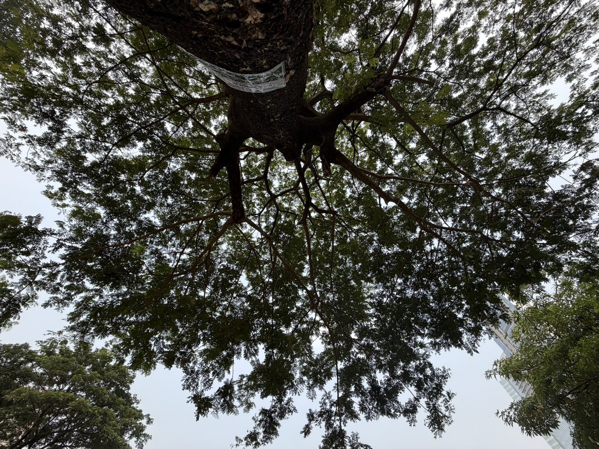 richardpaepen's tweet photo. #treeposting hutan kota gbk https://t.co/IgpeB4Vg1T