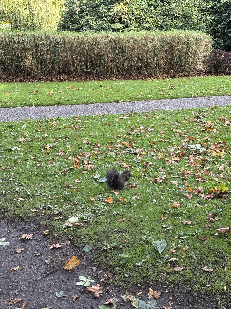 aderu0222's tweet photo. 🐿️🐿️🐿️🐿️ https://t.co/nGkiKeTU9C