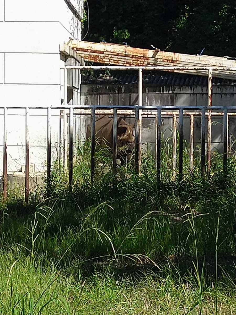 machimonogatari's tweet photo. そうだったんですね
アイちゃんお大事に
#クロサイ
#東山動植物園
#千種区 https://t.co/EtBPglOvXx