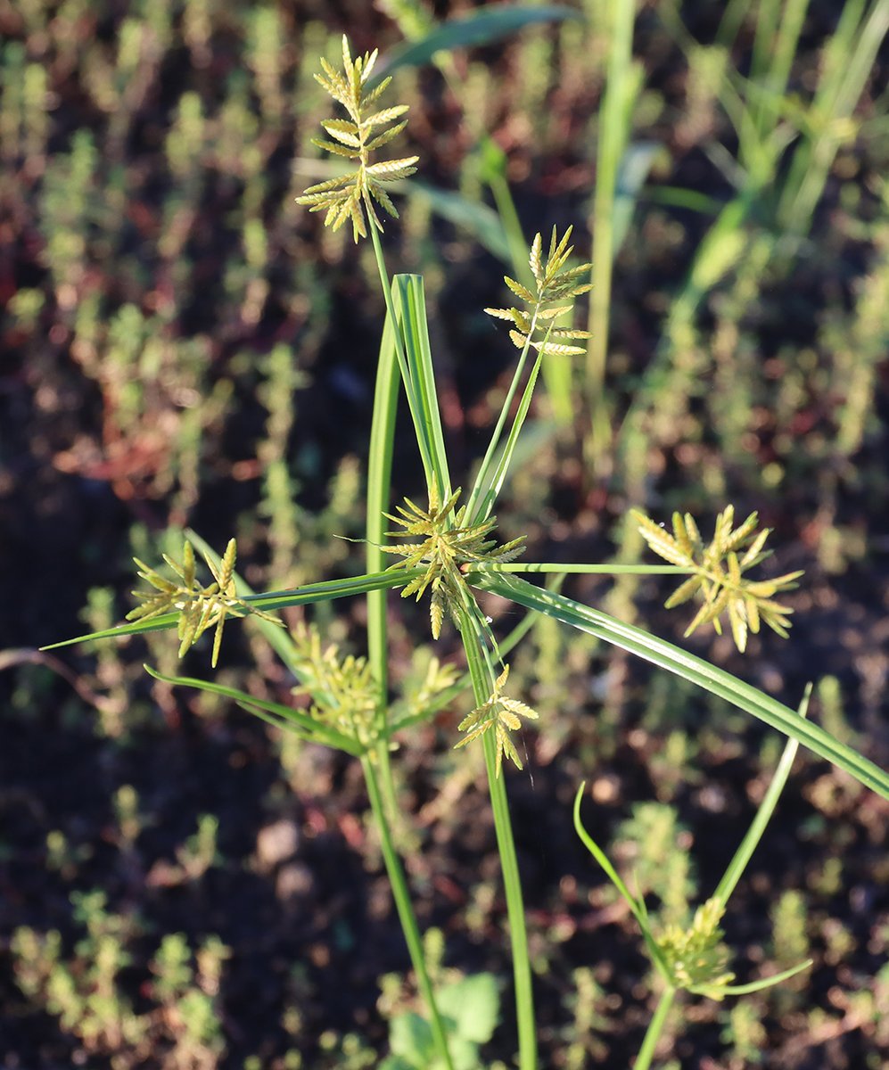 wapichan_ap's tweet photo. 🌾カヤツリグサ（蚊帳吊草）🌾
Cyperus microiria

茎を切って、両端から2つに割いたとき、
うまくいくと四角形ができるよ(„◕᎑◕„)o🟩

この四角形を吊った蚊帳に見立て
蚊帳吊草と名づけられたよ(｡⁠•ᆺ⁠•｡)📝

しかし…あまり成功率の高いものではないので
このことに最初に気づいた人はすごいし、
名づけるときも、よくこんなところから
名前を取ろうと思ったよね(笑)