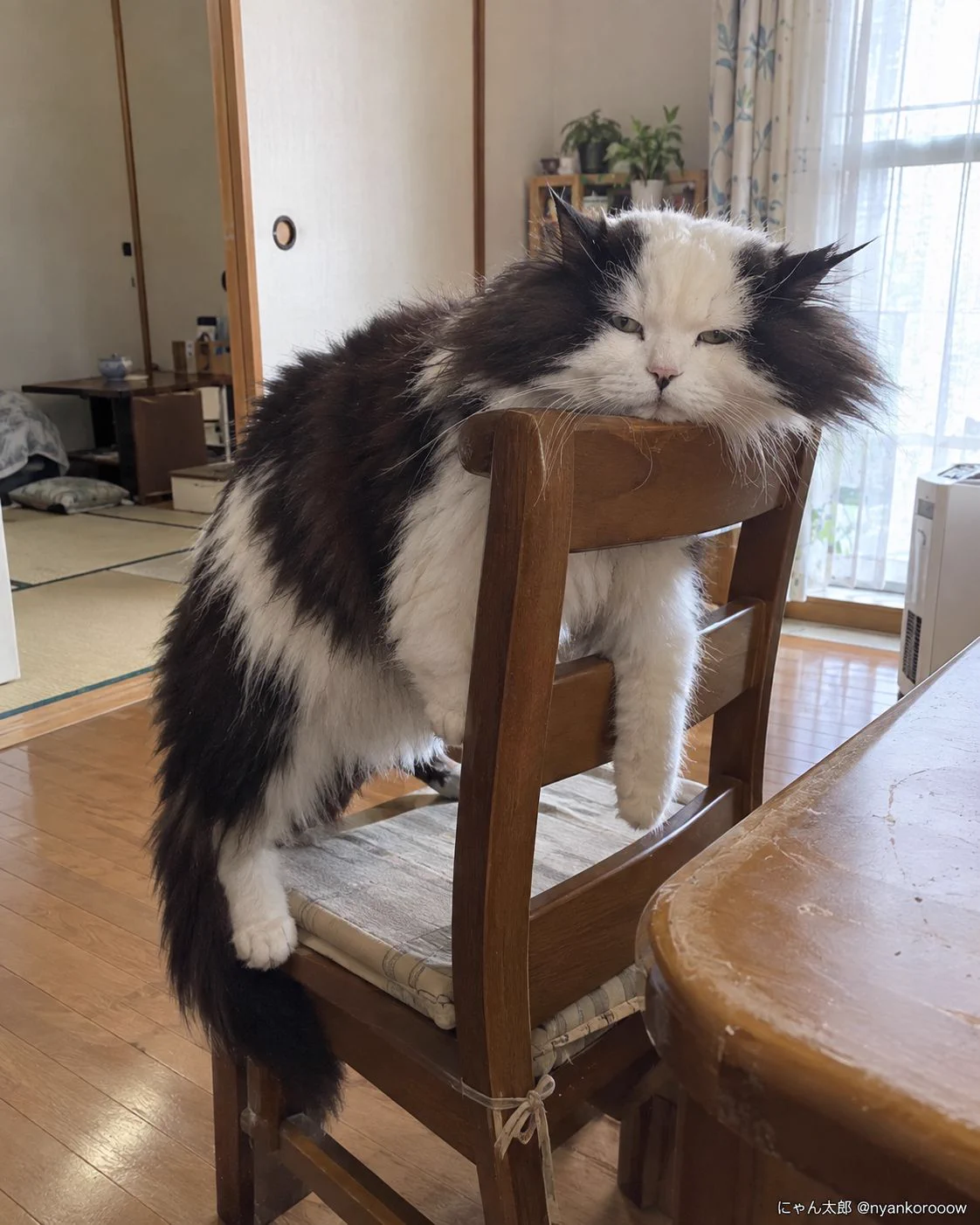 にゃん太郎｜猫画像｜Funny Cats على X: 