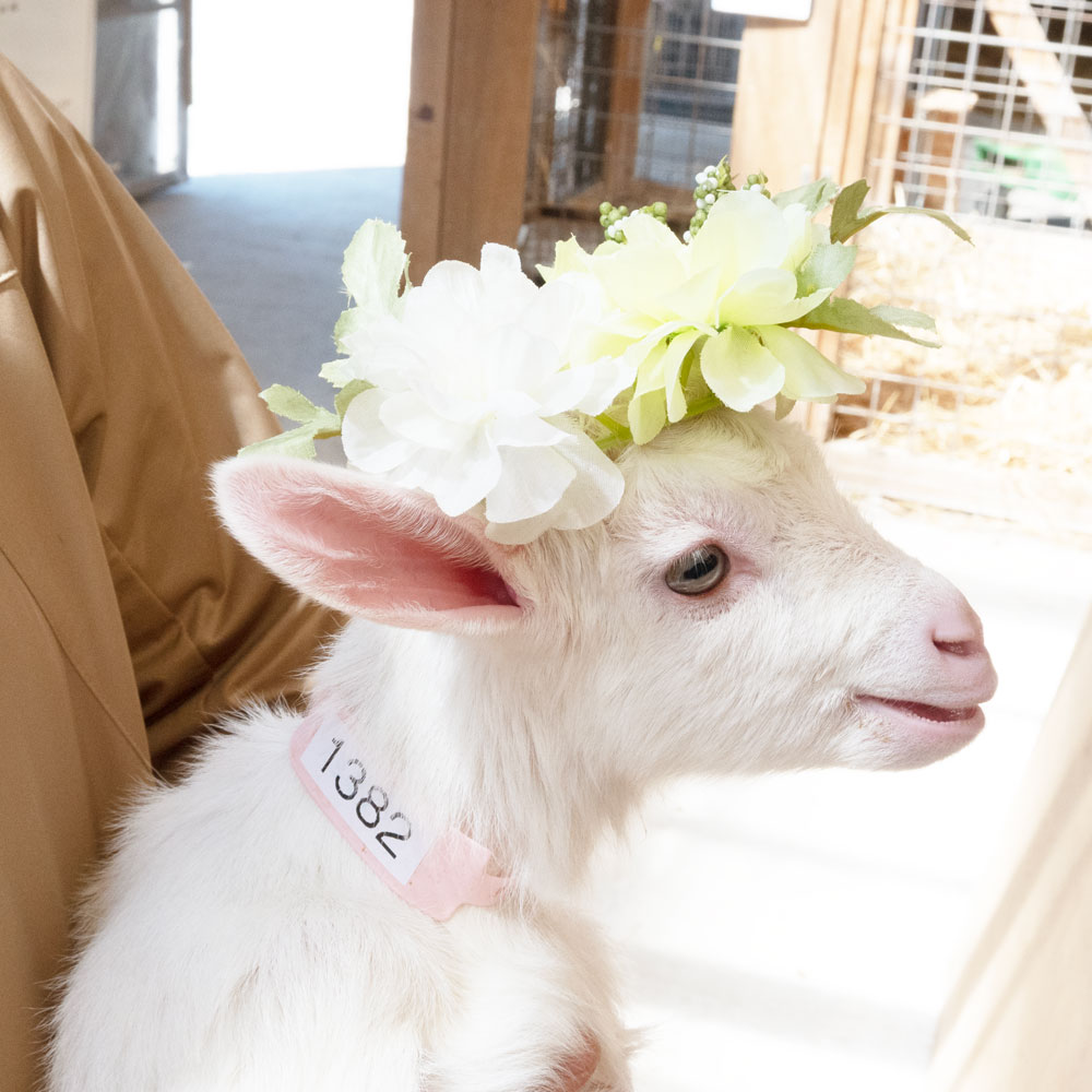 _petitechevre's tweet photo. 花冠でおめかしした子やぎちゃんの横顔が可愛すぎる🥺🐐💐 https://t.co/Sz1zvzvZYY