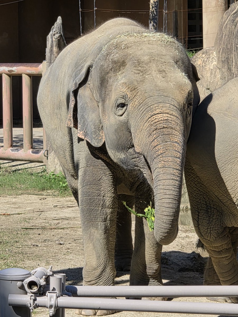 TCR2UrnttuTHfOW's tweet photo. 「このタレ目の子、可愛いね」と言われていたさくらちゃん😄

#東山動植物園
#さくら https://t.co/RrbHxZQGzL