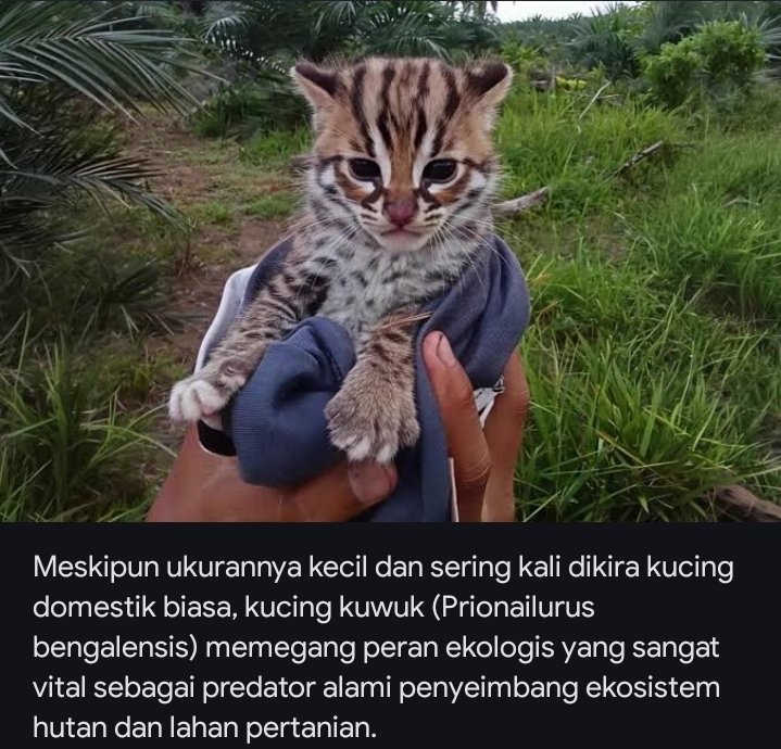 Wtejo's tweet photo. Bole dipelihara ga sih? https://t.co/kQFMiF7oIw