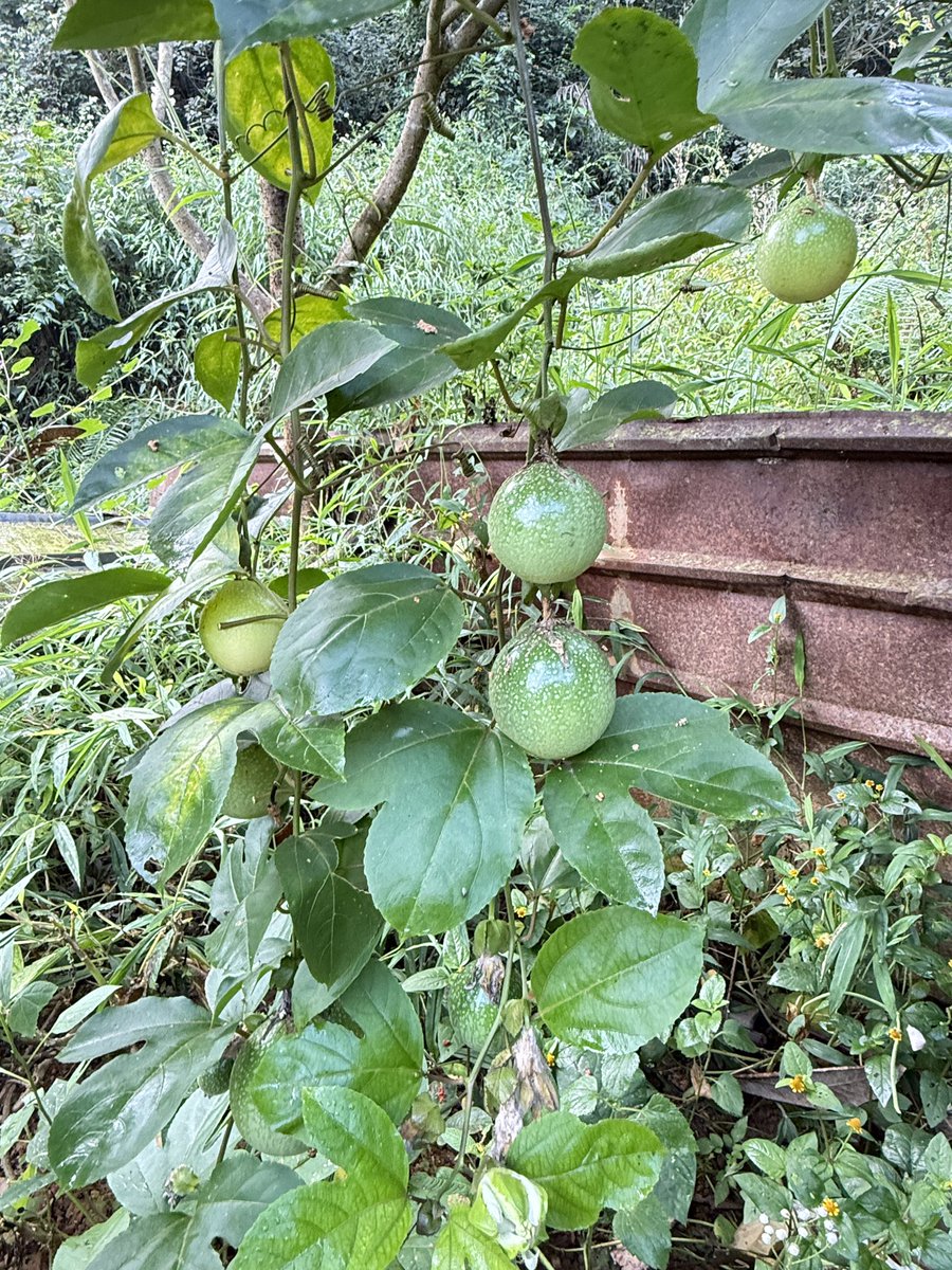 huihui9386's tweet photo. 《金刚经》云：

一切有为法，
如梦幻泡影，
如露亦如电，
应作如是观。

有时候，

你拥有的稳定，

不过是表面的稳定，

拥抱不确定性才是正解。

早上带着我爸的狗子在村里散步，

原来，生命最热烈的样子，是平静。 https://t.co/MWj8lqewOU