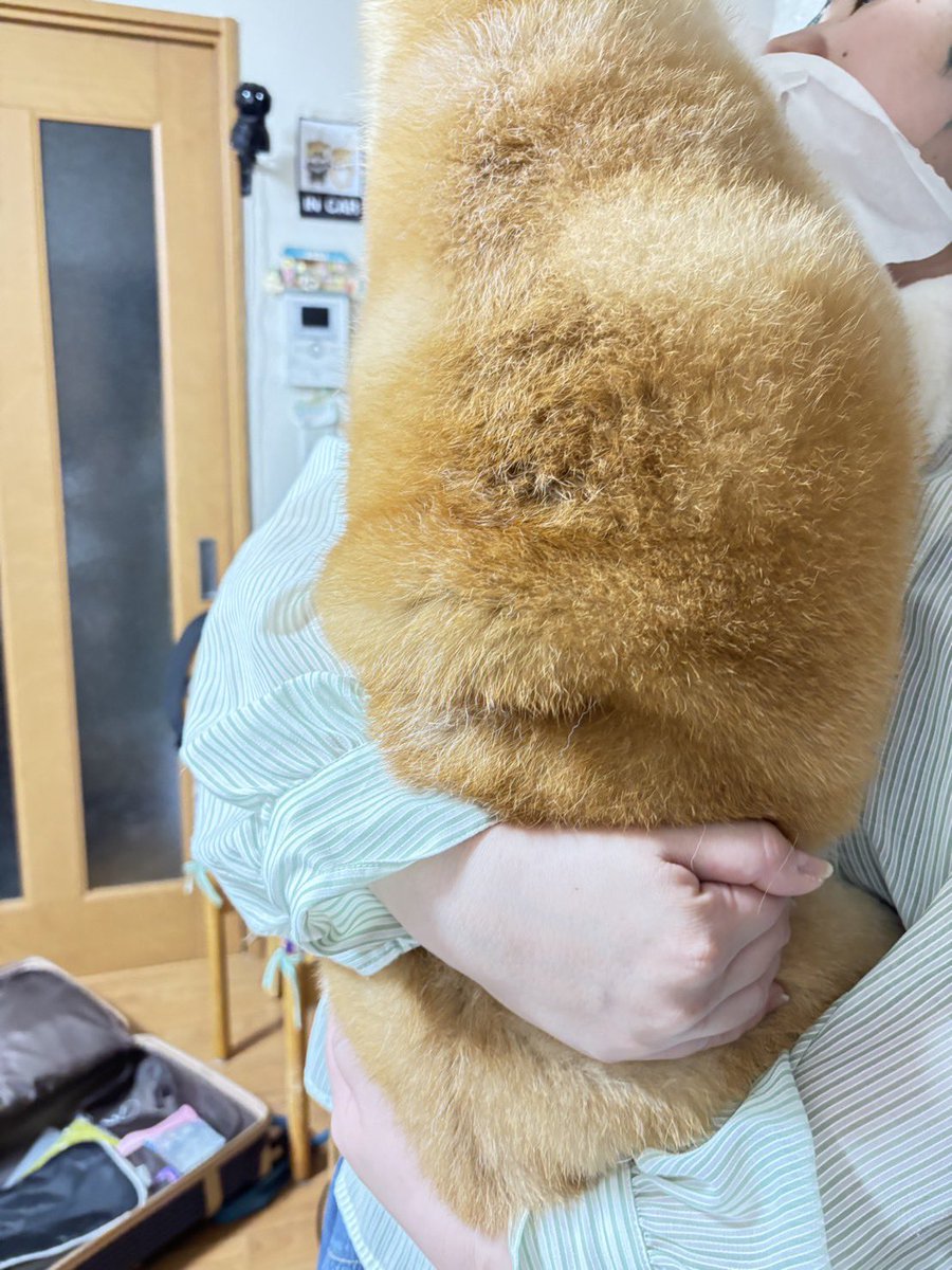 ymt0623's tweet photo. 衣多めのエビフライ←え

#柴犬 #犬好きさんと繋がりたい #shibadog #柴犬のいる生活 #柴犬のいる暮らし #柴犬のいる幸せ #柴犬を崇めよ #イッヌ #愛犬 #黒柴 #赤柴 https://t.co/5yrv30d1T5