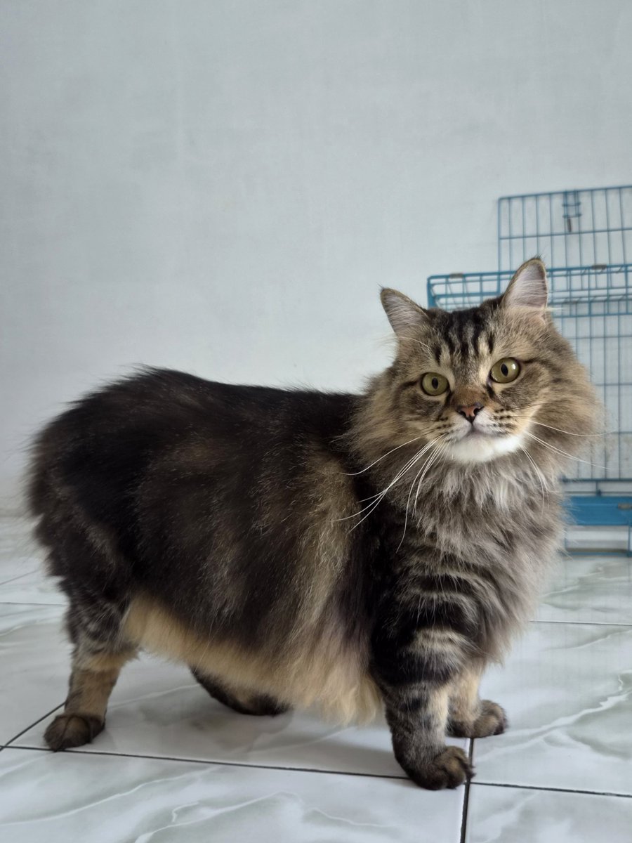 ikikemul's tweet photo. kucing ras munchkin ❌️
kucing gendut ceper ✔️ https://t.co/Hzr6Jox3IT