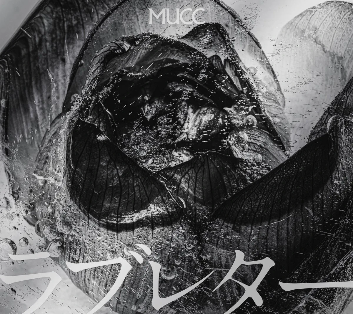 MUCC on X: 