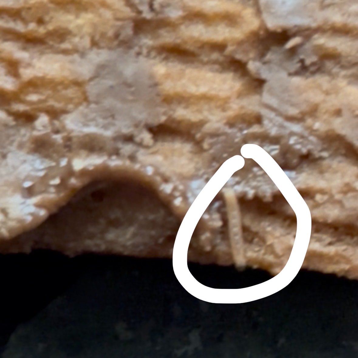 imakhandelwal's tweet photo. I just found a worm inside my Britannia Bourbon biscuit! 🤮😭 I am so shocked and scared to ever eat cream biscuits again. Check your food before you bite! 🤢🚨 @BritanniaIndLtd
@fssaiindia #foodsafety #creambiscuit https://t.co/whYTAWGDFw