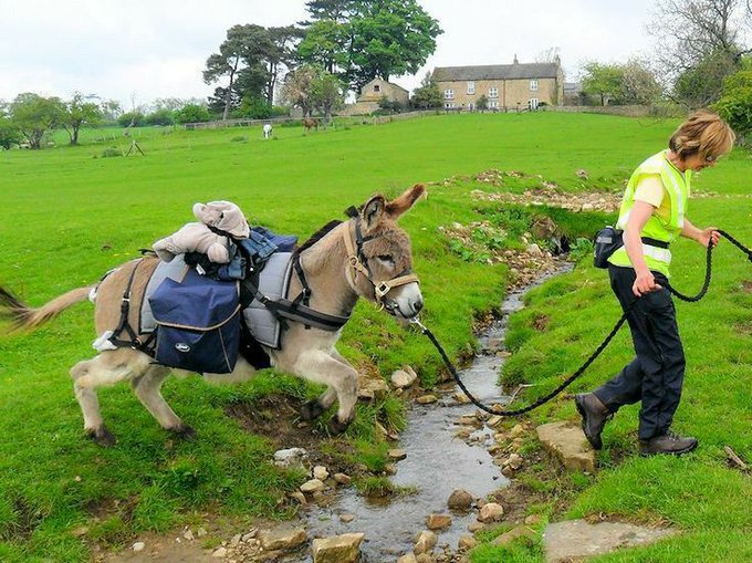 A donkey loaded with bags and a teddy bear crossing a creek in a pasture, guided by a handler in a yellow safety vest.