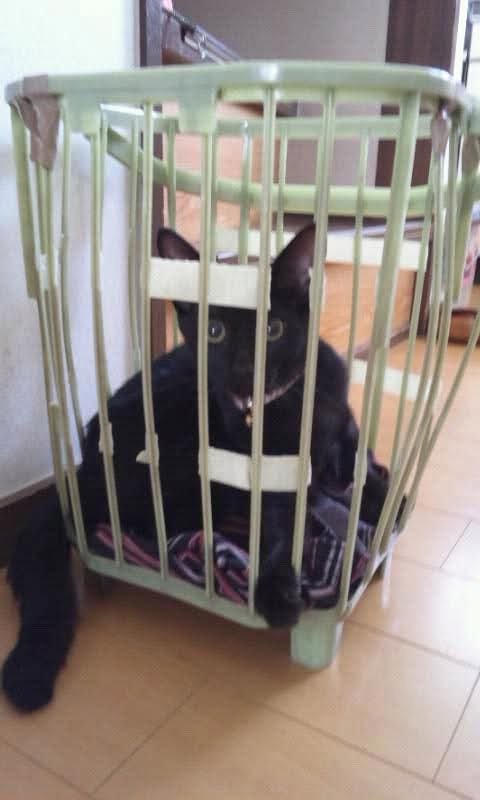 pikako1029's tweet photo. 14年前の黒猫さん
画像悪いけどめっちゃかわいいやん!!!!目まんまるやしー👀
ま、パンツの上やけどなｗｗｗ

#猫のいる幸せ
#猫のいる暮らし https://t.co/O6ozfZfaLZ