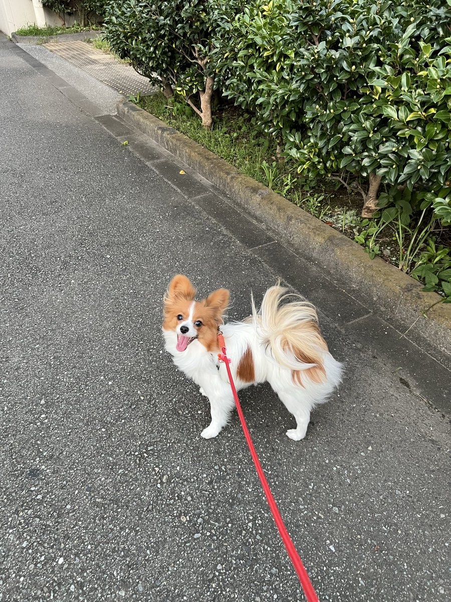 papillonSora's tweet photo. 昼間思ったより暑かったのでドッグランはあきらめて夕方散歩に🌅
で、今日焦ったのは横断歩道の真ん中で💩❗️信号変わりそうで💩を蹴っ飛ばしてはじに寄せようとしたけど空振り😱
赤に変わる間際にひとつ、また青になってから残りを回収
なんとか���に迷惑はかけずに済みました😅
#パピヨン https://t.co/yOTfvBKRVx