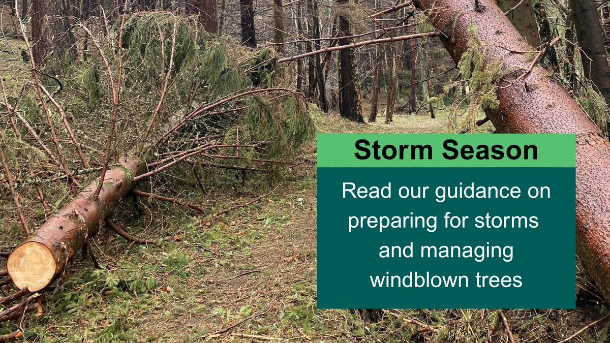 scotforestry's tweet photo. This #ScotClimateWeek, we're highlighting the role forests play in tackling climate change and the challenges they face from a changing climate.

With trees already under stress, storm season can bring increased risk.

Guidance on preparing for storms ➡️ https://t.co/xKduWpqy44 https://t.co/ZolGmVFtbx