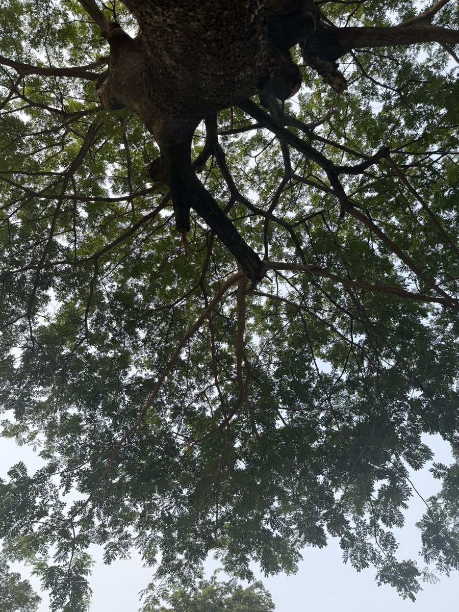 venusrythm's tweet photo. #treeposting https://t.co/0EZYhapS0L