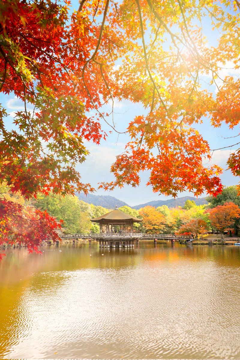 Sorani___Ao's tweet photo. 秋色に染まる。 https://t.co/dyRIaok0of