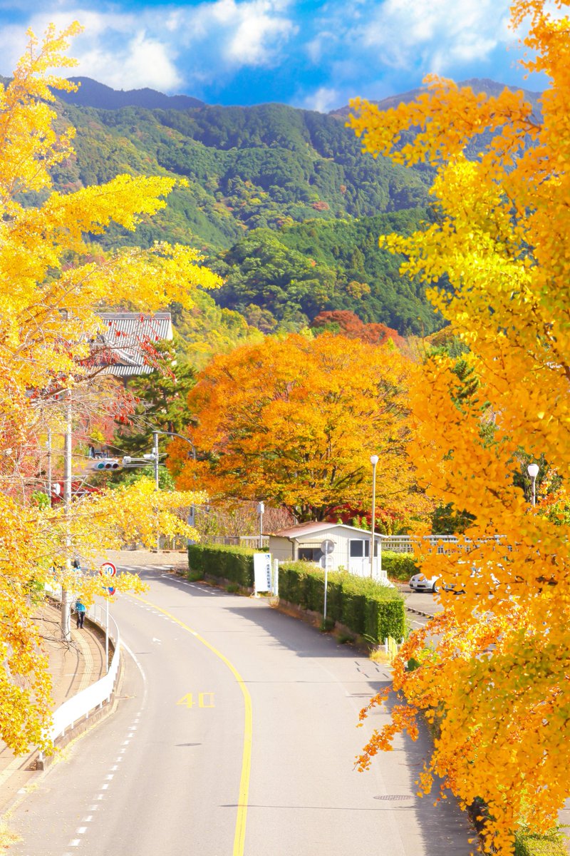 Sorani___Ao's tweet photo. 秋色に染まる。 https://t.co/dyRIaok0of