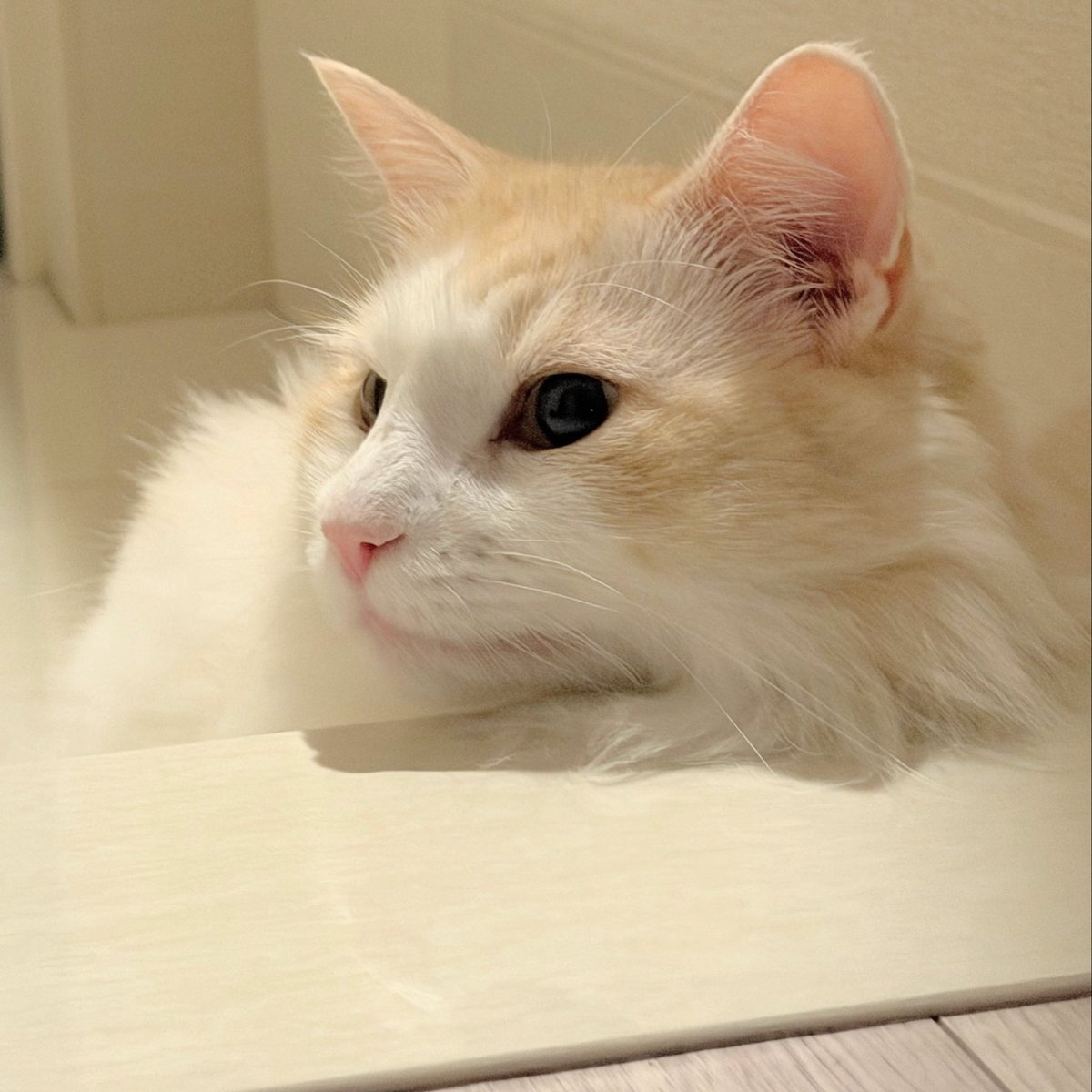 FemtoMagic's tweet photo. 玄関のヒンヤリが、良き❣️

#ふ〜ちゃん #ノルウェージャン #猫好きさんと繋がりたい https://t.co/GqPSZeIyHJ