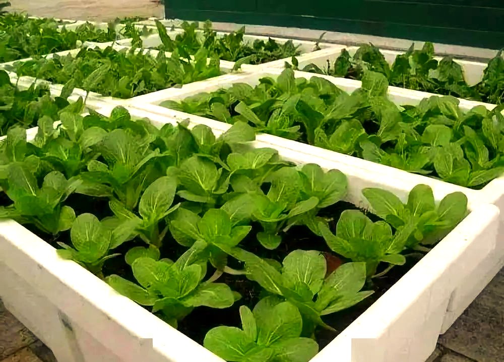 RemediosFrgax's tweet photo. Visita nuestro taller comunitario de jardinería sostenible este sábado 10h en la plaza central! Aprende a cultivar hortalizas con recursos reciclados, es gratuito y apto para toda la familia. https://t.co/3yohyaZvGX