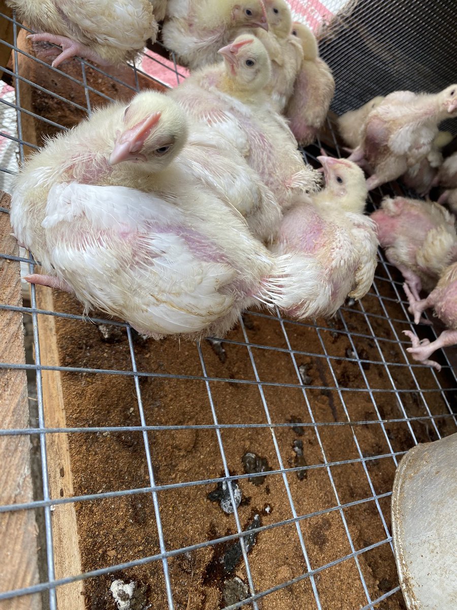 more_kej's tweet photo. Week 2 update.
Feathered, fed & thriving ๐ฅ
#poultryFarming #AbujaFarm #Broilers https://t.co/50o9hhJhdi