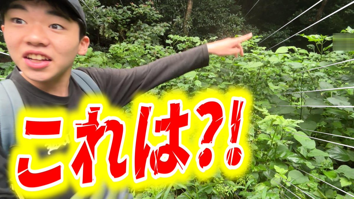 wz34lZ9WW36614's tweet photo. カマキリ採集したら！
ご覧ください‼️ 
https://t.co/JaD79wzSRA
#昆虫 #昆虫採集 #カマキリ https://t.co/uSFFxjAfZ9
