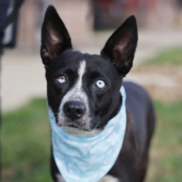 _taysmyoxygen1d's tweet photo. 🆘 OWNER SURRENDERED 7YO #AUSTRALIANCATTLE DOG TO BE KILLED TODAY 10.1 BY #SANANTONIO ACS #TEXAS 

KIKI 💝#A826929 f

Fearful (tucked tail, wide eyes, tense body) She is easy to leash and slowly walk. Nervous of passing handlers (avoids &amp; walks away)
#AdoptDontBuy #Foster #Pledge https://t.co/agxVL1V57l