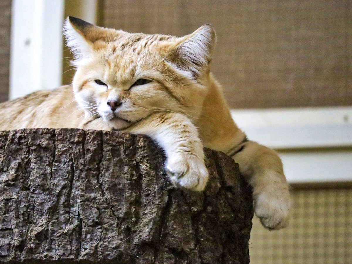 suna_manuru's tweet photo. キサクくん🐾
こんばんわでスナ😸ฅ
(※現在非展示)
📷:2025.11
#スナネコ #キサク #砂漠の天使
#埼玉県こども動物自然公園
#ecoハウチュー #sandcat #SCZ https://t.co/XVo0tZ4XTV