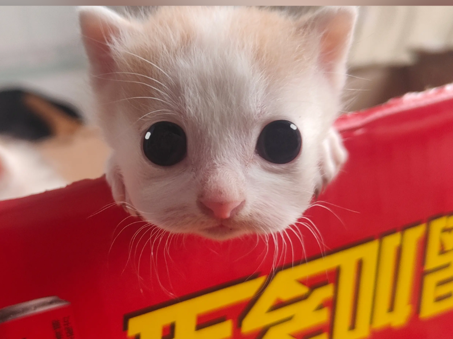 culKitten's tweet photo. https://t.co/I9PZ1fYtCV
