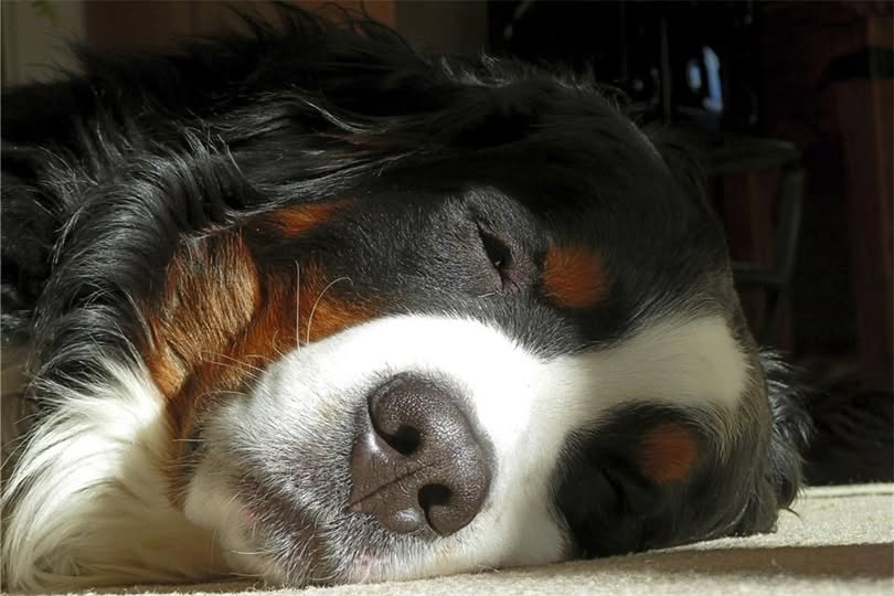 yolandaschultes's tweet photo. 46325 Borkenwirthe, Stadt Borken Westf.
vierjähriger Berner Sennenrüde an Gift  zwei Tage später verstorben - R.I.P.
ACHTUNG Gift!
Symbolbild https://t.co/8NHdGxM39V