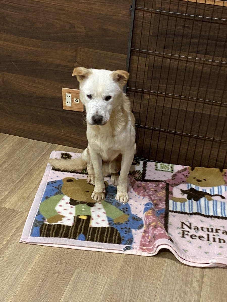 tochigisatooya's tweet photo. 【犬の #里親募集 】「まだまだ元気！」#長野県 #千曲市 - 犬の里親募集(533633) https://t.co/GwMUKtBLPB #保護犬 #保護犬を家族に #雑種犬 #中型犬 #中型雑種犬 #犬 #栃木県 https://t.co/ZvvpvxYck9