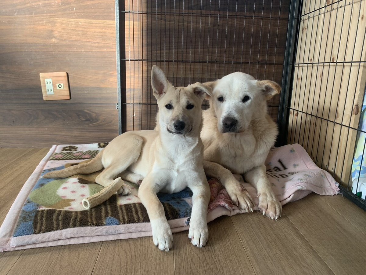 tochigisatooya's tweet photo. 【犬の #里親募集 】「まだまだ元気！」#長野県 #千曲市 - 犬の里親募集(533633) https://t.co/GwMUKtBLPB #保護犬 #保護犬を家族に #雑種犬 #中型犬 #中型雑種犬 #犬 #栃木県 https://t.co/ZvvpvxYck9