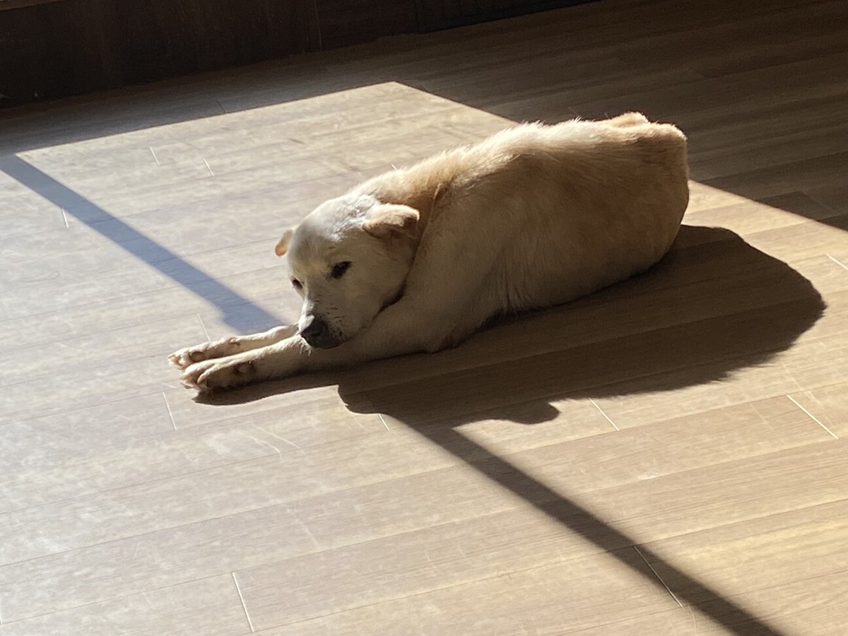 tochigisatooya's tweet photo. 【犬の #里親募集 】「まだまだ元気！」#長野県 #千曲市 - 犬の里親募集(533633) https://t.co/GwMUKtBLPB #保護犬 #保護犬を家族に #雑種犬 #中型犬 #中型雑種犬 #犬 #栃木県 https://t.co/ZvvpvxYck9