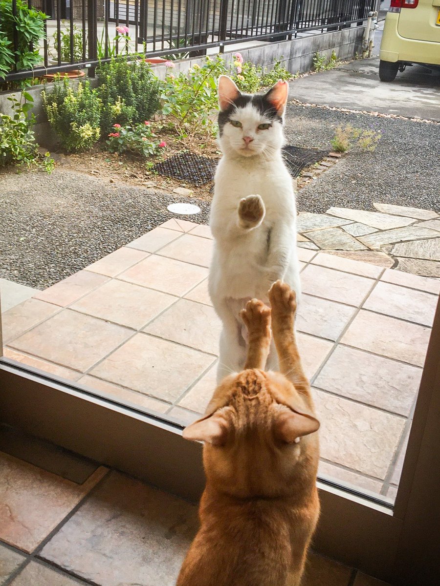 akari1236's tweet photo. ⚠️🐈‍⬛🌈
お外で面倒を見ていた地域猫ちゃんが虹の橋を渡りました。すぐそこの草むらに行けば良いのに、我が家の庭で最後を迎えてた😿

ウチの猫はチビコ(と我が家では命名)が大好きでガラスアタックをかますのが日課だから寂しいかな…ありがとね！

①②2019 さくら猫になった時
③④2026 一月前と今日 https://t.co/owJiUaa9uD