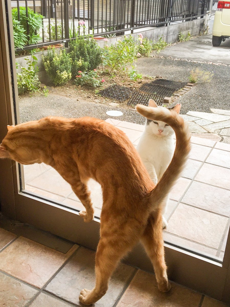 akari1236's tweet photo. ⚠️🐈‍⬛🌈
お外で面倒を見ていた地域猫ちゃんが虹の橋を渡りました。すぐそこの草むらに行けば良いのに、我が家の庭で最後を迎えてた😿

ウチの猫はチビコ(と我が家では命名)が大好きでガラスアタックをかますのが日課だから寂しいかな…ありがとね！

①②2019 さくら猫になった時
③④2026 一月前と今日 https://t.co/owJiUaa9uD