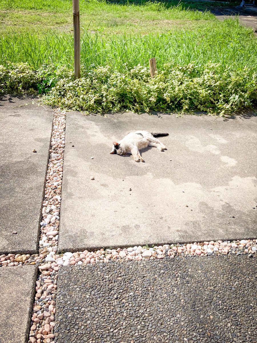 akari1236's tweet photo. ⚠️🐈‍⬛🌈
お外で面倒を見ていた地域猫ちゃんが虹の橋を渡りました。すぐそこの草むらに行けば良いのに、我が家の庭で最後を迎えてた😿

ウチの猫はチビコ(と我が家では命名)が大好きでガラスアタックをかますのが日課だから寂しいかな…ありがとね！

①②2019 さくら猫になった時
③④2026 一月前と今日 https://t.co/owJiUaa9uD