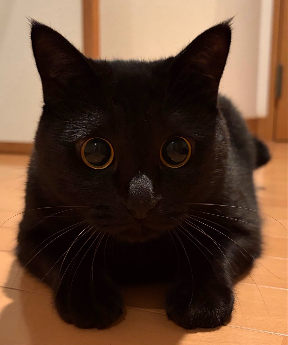 uni_kuroneko's tweet photo. ねぇねぇ。

 #黒猫 https://t.co/W0zfyXhDOD