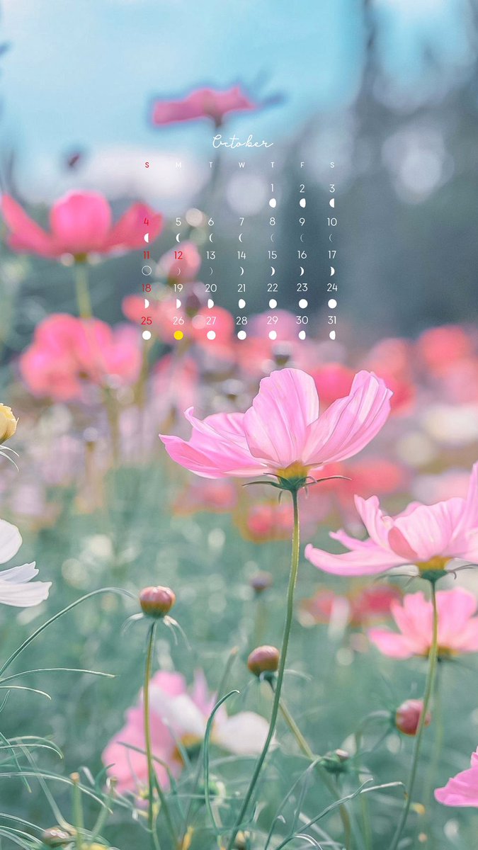 Noah_photobook's tweet photo. 10月のカレンダーを作りました💐
　
壁紙サイズにしてるのでぜひ保存して使ってみてください🌼 https://t.co/QjYr4yuXUv