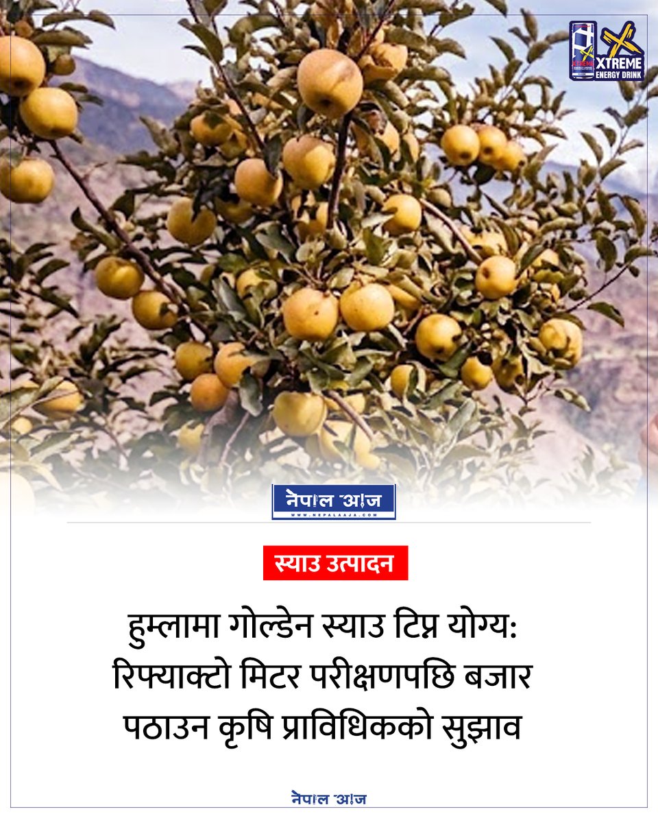NepalAaja's tweet photo. हुम्लामा गोल्डेन स्याउ टिप्न योग्य: रिफ्याक्टो मिटर परीक्षणपछि बजार पठाउन कृषि प्राविधिकको सुझाव
#HumlaApples #GoldenApple #AppleHarvesting #Refractometer #NepalAgriculture #Humla #NepalNews #CurrentAffairs https://t.co/aUxzaXaR7J